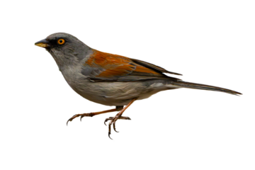 Yellow-eyed Junco (Junco phaeonotus) Photo, Perched on an Isolated Transparent PNG Background
