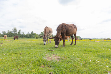 Donkeys grazing in a lush green field on spring day .