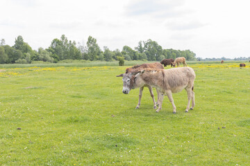 Pair of donkeys grazing in a lush green field on spring day.
