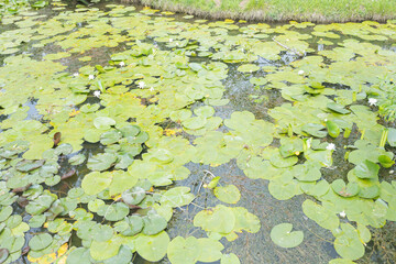 Beautiful pond filled with green lily pads and white water lilies blooming on a calm surface.





