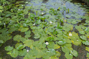 Beautiful pond filled with green lily pads and white water lilies blooming on a calm surface.





