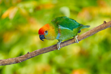 Large Fig-parrot, Psittaculirostris desmarestii, beautifull cute parrot from Papua - New Guinea. Bird in the nature habitat, orange-red head, nature wildlife. Green parrot from Australia, wildlife.