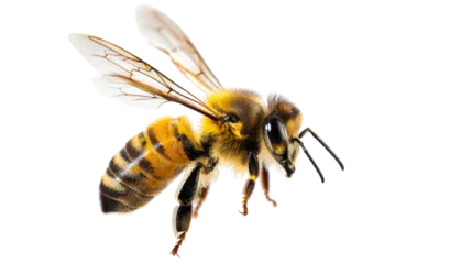 Gordijnen Stunning bee is flying © PNG Kingdom 