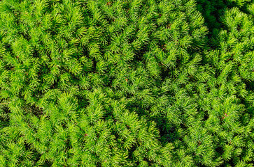 Green background of decorative Christmas tree bush