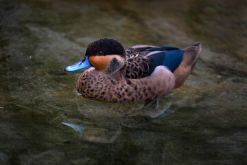 Anas hottentota, Hottentot teal, bird in lake water. Wildlife scene from nature. Duck in the lake,...