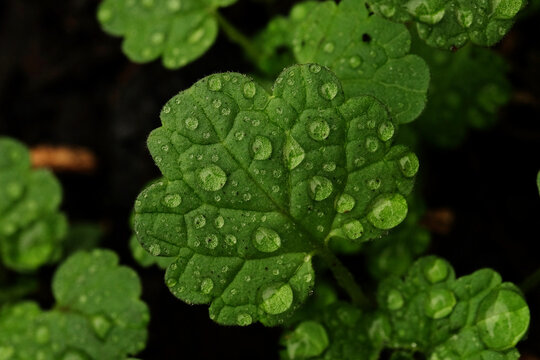 Water droplets from dew on henbit leaves of plant during spring season.