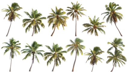 Palm trees, set coconut palm