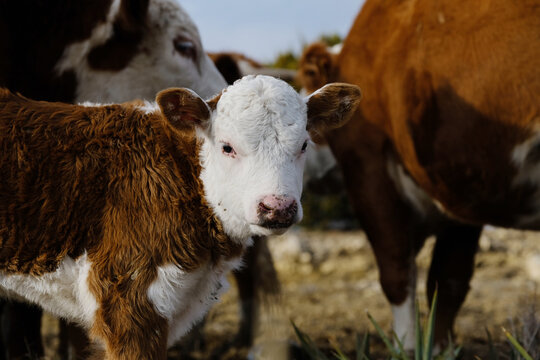 Hereford calf face closeup looking with cattle herd in background of farm or ranch.