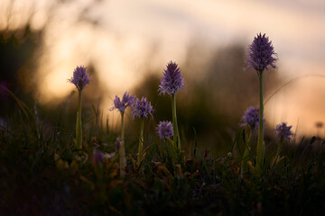 Orchid, Sicily, Italy. Flowering European terrestrial wild orchid, nature habitat. Beautiful detail...