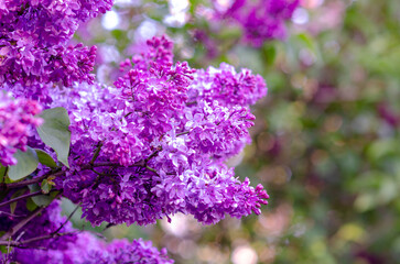 Light purple lilac blossoms in spring garden