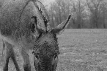 Mini donkey head closeup during rainy weather on farm in black and white.