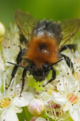 Vertical closeup on a wed queen Tree bumblebee, Bombus hypnorum on a white flower