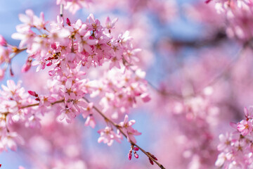 Japanese Cherry blossoms, Sakura, in front of a clear blue sky