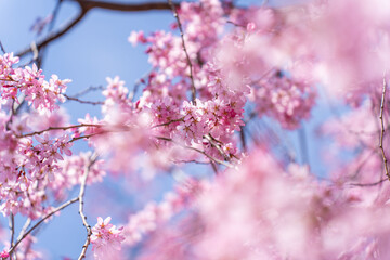Japanische Kirschblüten, Sakura, vor einem klaren blauen Himmel