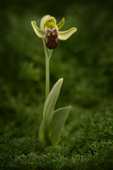 Ophrys obaesa or Ophrys fusca pallida, Sombre bee-orchid, Bosco della Ficuzza,Sicily, Italy....