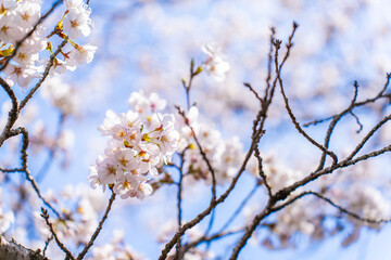 Obraz premium Japanische Kirschblüten, Sakura, vor einem klaren blauen Himmel