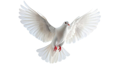 Flying white dove