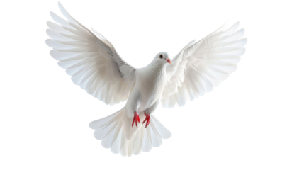 Flying white dove