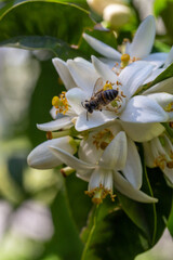A bee pollinates white lemon flower macro photography in springtime. A honey bee pollinates lemon flowers with white petals close-up photo on a summer day.