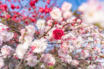 Sakura, weiße und rosa Blüten im Frühling in Japan