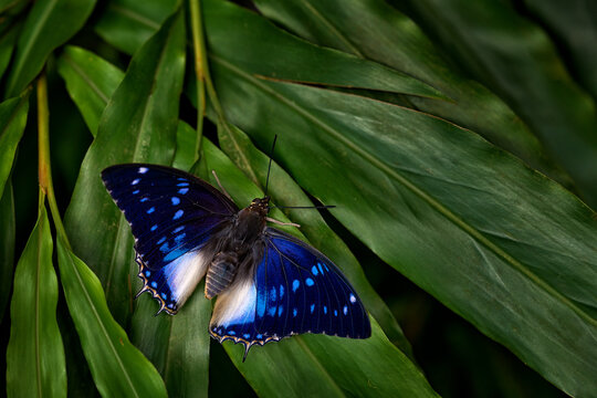 Blue-spotted Charaxes, Charaxes cithaeron, blue white butterfly of the family Nymphalidae, south Africa. Beautiful butterfly sitting on the green leaf, nature Tanzania. Africa wildlife, tortoiseshell.