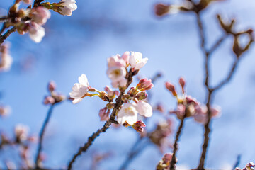 Japanische Kirschblüten, Sakura, vor einem klaren blauen Himmel
