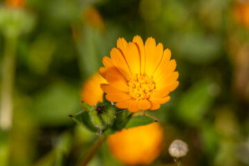 Orange pot marigold flower on a green background on a summer sunny day macro photography. Blooming ruddle flower with orange petals in summer, close-up photo.