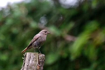 Hausrotschwanz ( Phoenicurus ochruros ).