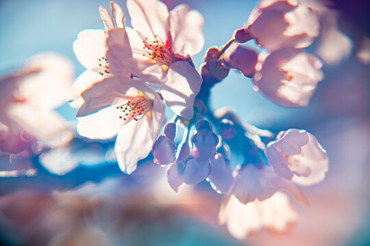 Japanische Kirschbl&uuml;ten, Sakura, vor einem klaren blauen Himmel