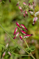 Red white common fumitory flower on a green background on a sunny summer day macro photography. Blooming garden earth smoke flower with pink petals closeup photo in summer. 