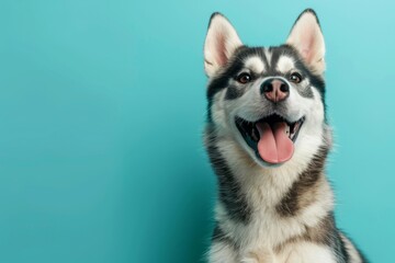 Fototapeta premium Cute husky dog on blue background