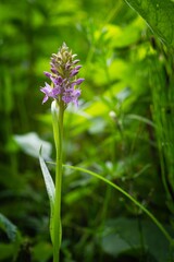 Dactylorhiza majalis. Free nature. Beautiful picture. Orchids of Europe. Western Marsh Orchid
