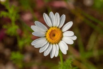 Fototapeta premium Blooming daisy flowers on a summer sunny day macro photo. Wildflowers with white petals in the meadow close-up photo. Blossom daisies in springtime floral background.