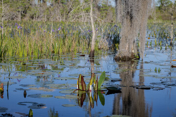 Okefenokee wetland landscapes in Folkston Georgia from the view of a swamp boat tour.