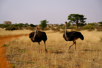 Two ostriches argue at the edge of a sandy road in the Kalahari Desert in Namibia.