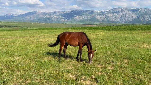 Male stallion on the field