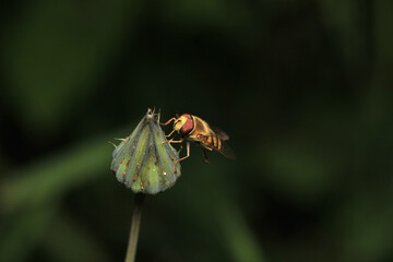 natural eupeodes flower fly photo