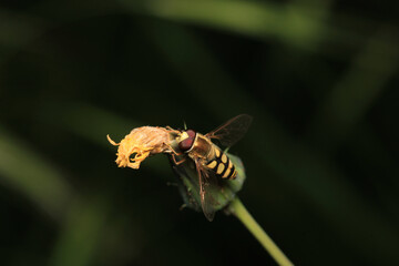 natural eupeodes flower fly photo