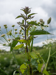 plant against sky nettles