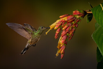 Bird fly photography in the dark forest. Hummingbird flight, wildlife. Costa Rica nature. Tropic...