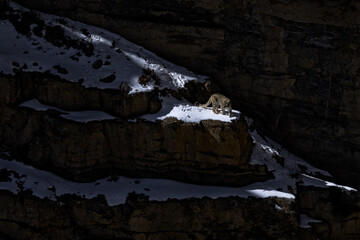 Snow leopard Panthera uncia in the rock habitat, wildlife nature. Snow leopard on the rock in winter, sitting in the nature stone rocky mountain habitat, Spiti Valley, Himalayas in India.