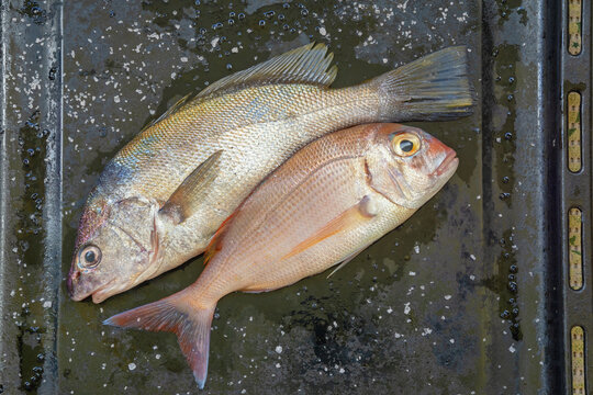 Seabream fishes  ( red porgy, Pagrus pagrus ) and salt on black baking sheet. Flat lay