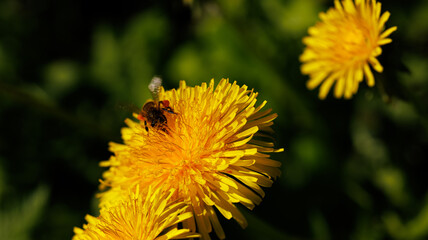 A dandelion with a bee, surrounded by grass under the sky