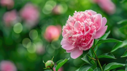 Obraz premium Flowering pink peony in the yard