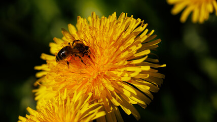 An image showing a dandelion with a bee feeding on its nectar