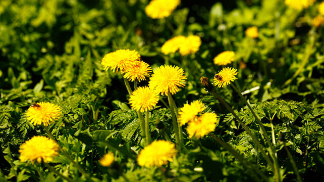 Fototapeta The grass is dotted with a variety of blooming yellow dandelions