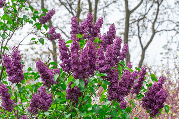 Blooming fragrant branch of lilac flower in garden. Bush syringa vulgaris of shrubs family oleaceae. Florescence of common lilac in spring. Inflorescence of purple flowers on background green leaves.