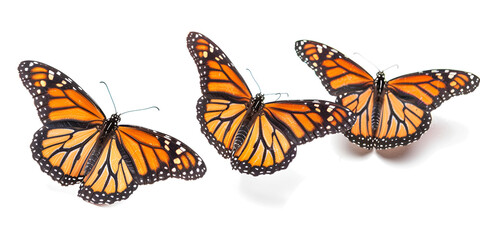 monarch butterflies on a white background