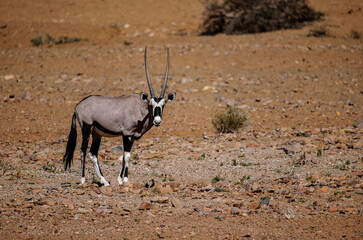 The gemsbok (Oryx gazella), or South African oryx, is a large antelope in the genus Oryx. It is...