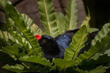 Razor-billed curassow, Mitu tuberosum. Dark blue black bird hidden in the green flower leaves. Red crest on the head. Curassow in the tropic forest in Bolivia. Birdwatching in the South America.